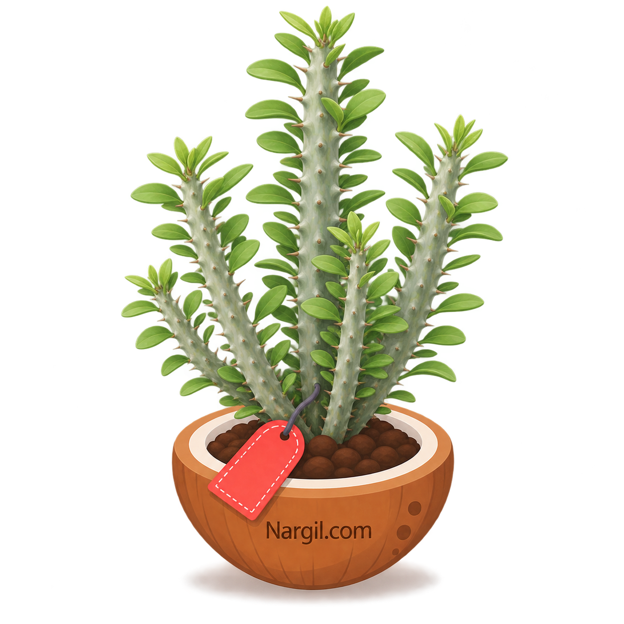 Nargil_Alluaudia ascendens